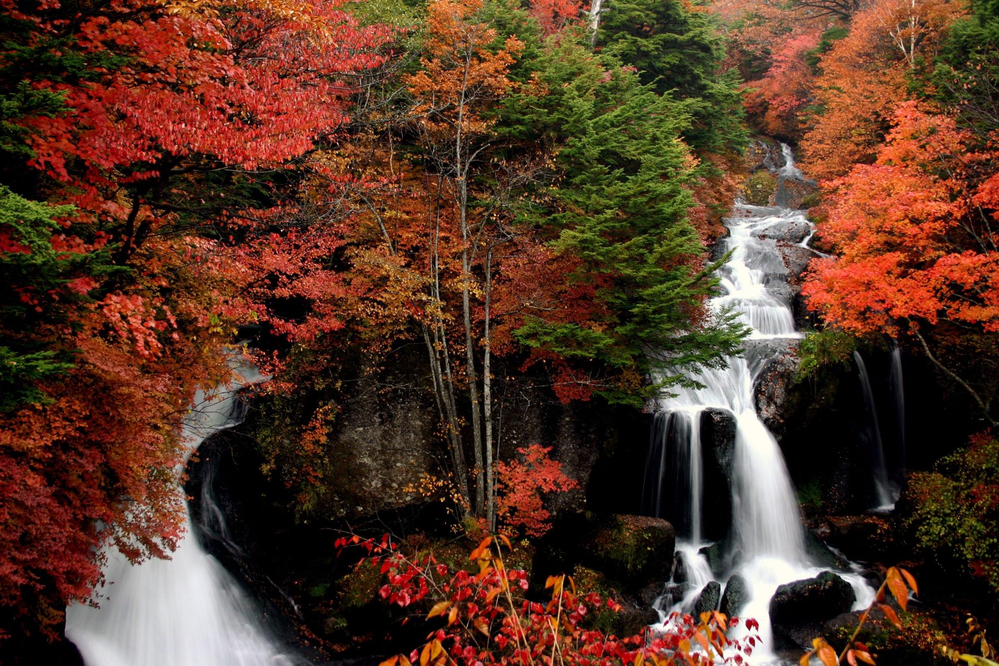 真っ赤に紅葉した木々の中に、竜頭のように水しぶきがみえる竜頭の滝の写真
