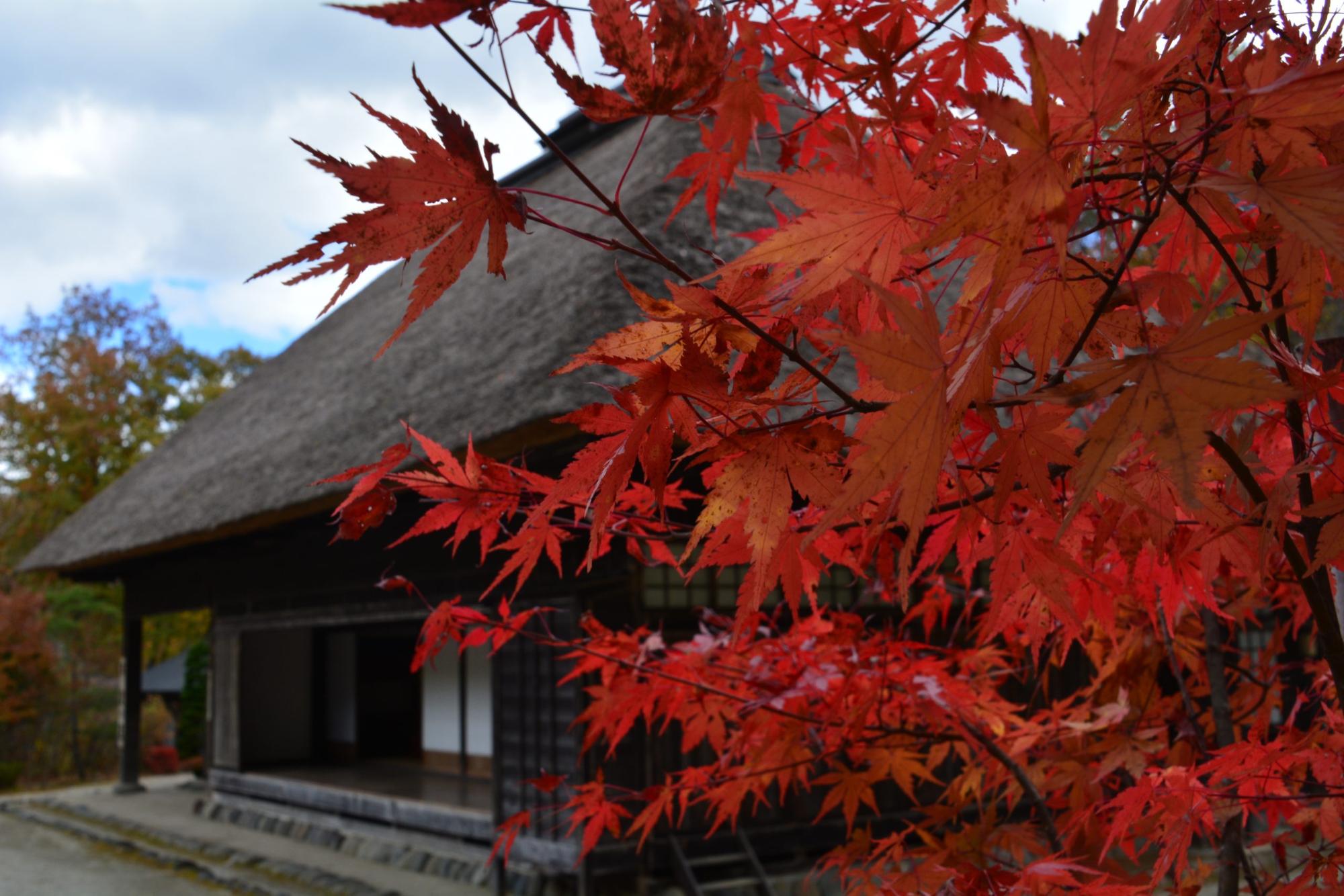 真っ赤なモミジの葉っぱをアップで写し、その奥にみえる茅葺き屋根の民家を写した写真