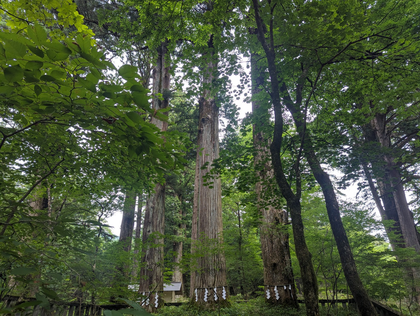 滝尾神社の中の大きな三本杉を写した写真