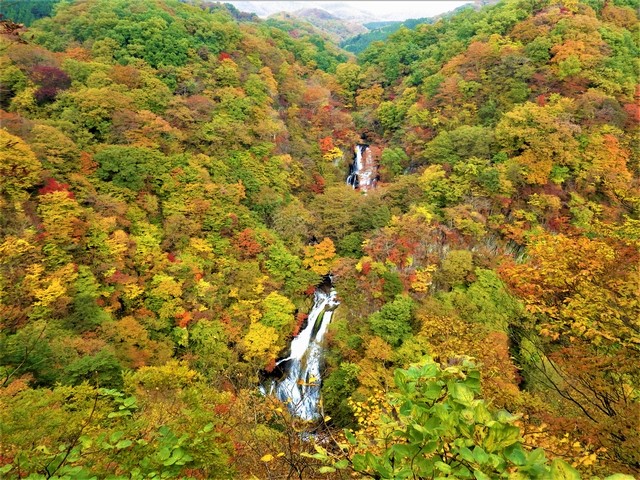 黄色やオレンジに色付き始めた緑の木々の中央に見える上下2段の霧降の滝を正面から写した写真