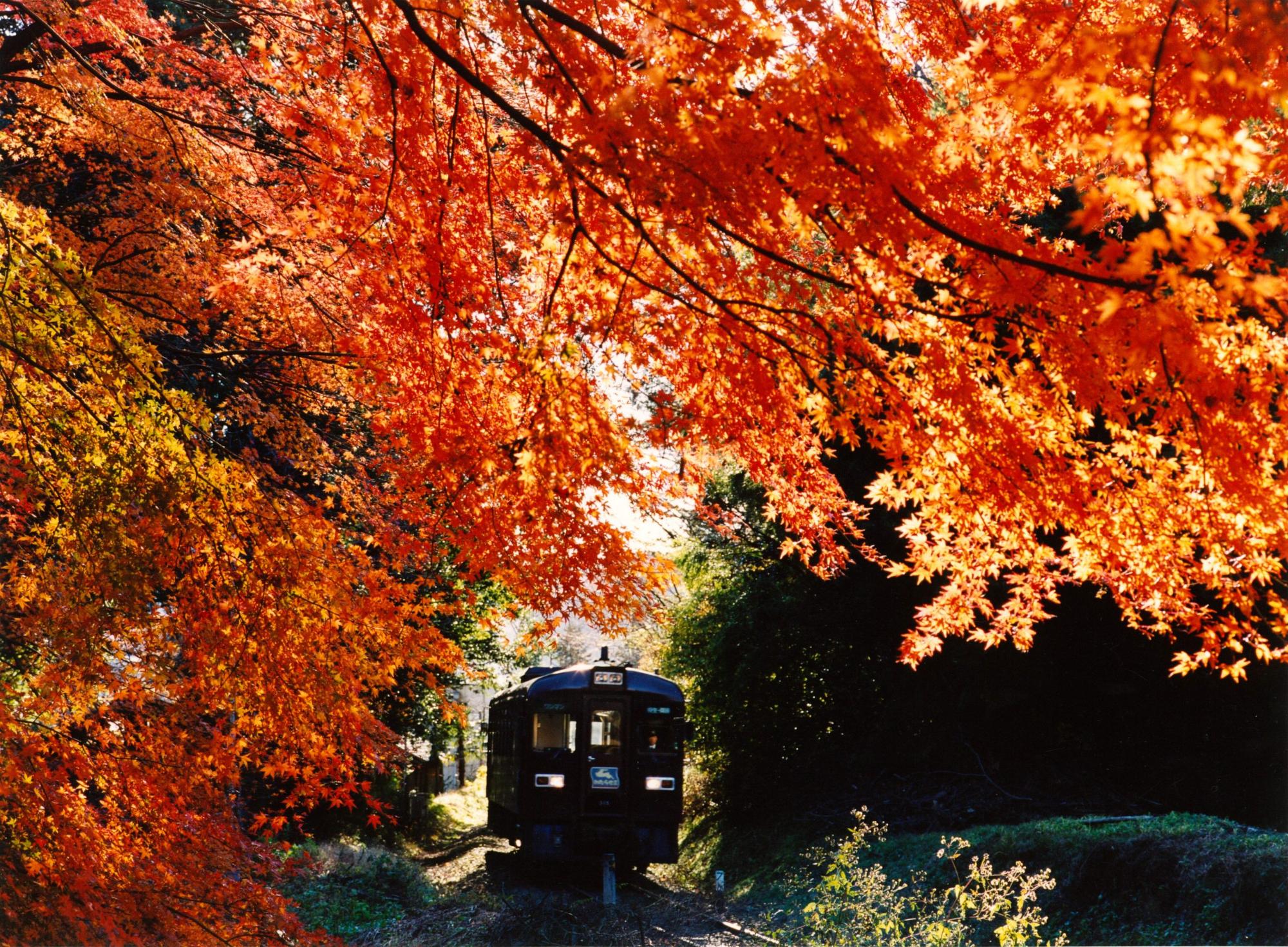 オレンジに色づいたモミジの後方から走ってくるトロッコ列車を写した写真