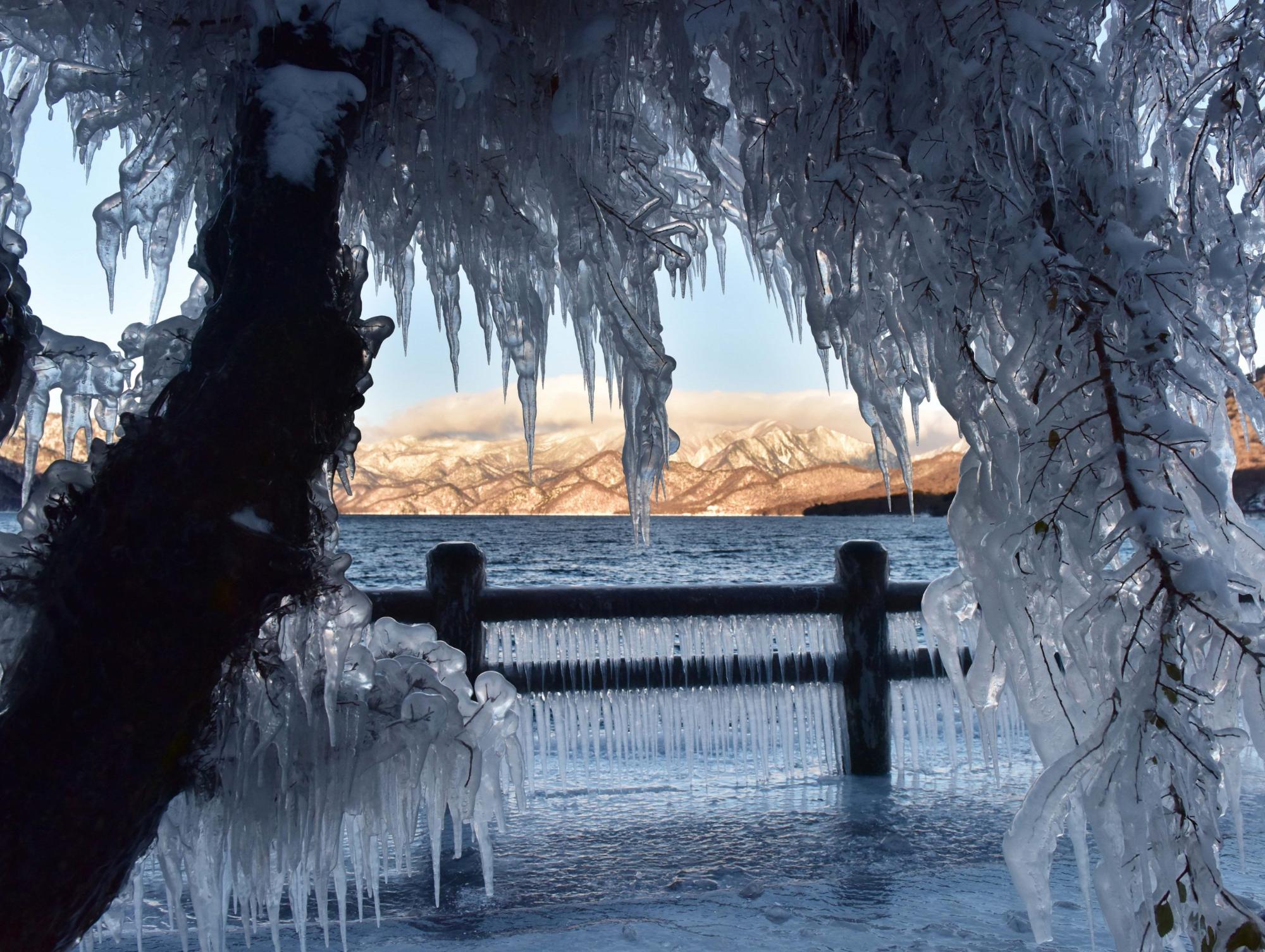 湖の水が巻き上げられ枝先から氷る中禅寺湖の「しぶき氷」の写真