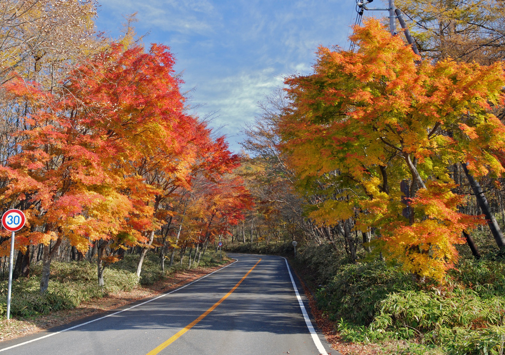 1車線の道路の両側に黄色やオレンジに色づいた木々が並んでいる日塩もみじラインを写した写真