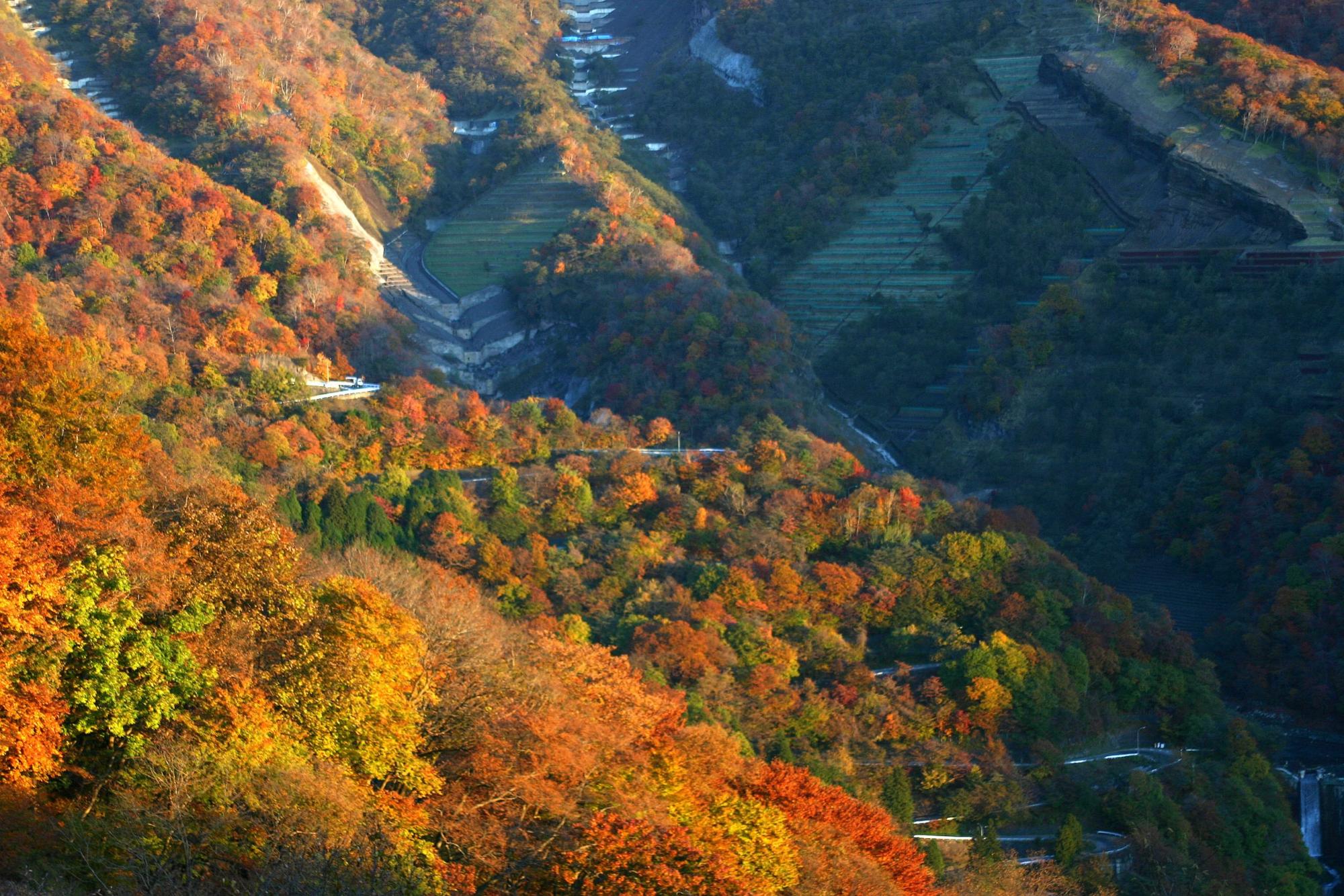 オレンジや黄色、緑、赤に彩られたいろは坂を上空から写した写真
