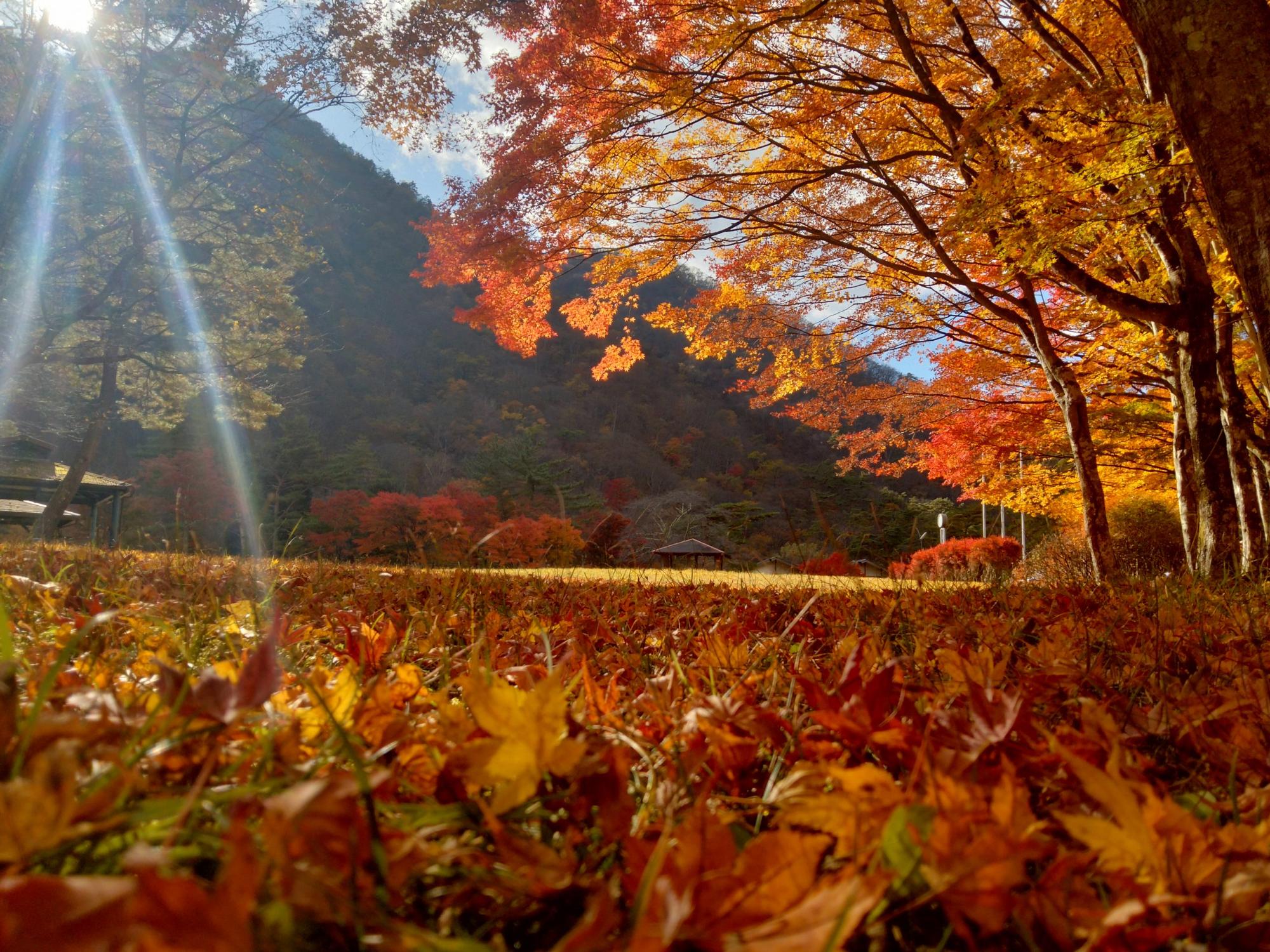 紅葉の樹木と山を背景に地面近くから上に向かって写した銀山平公園の写真