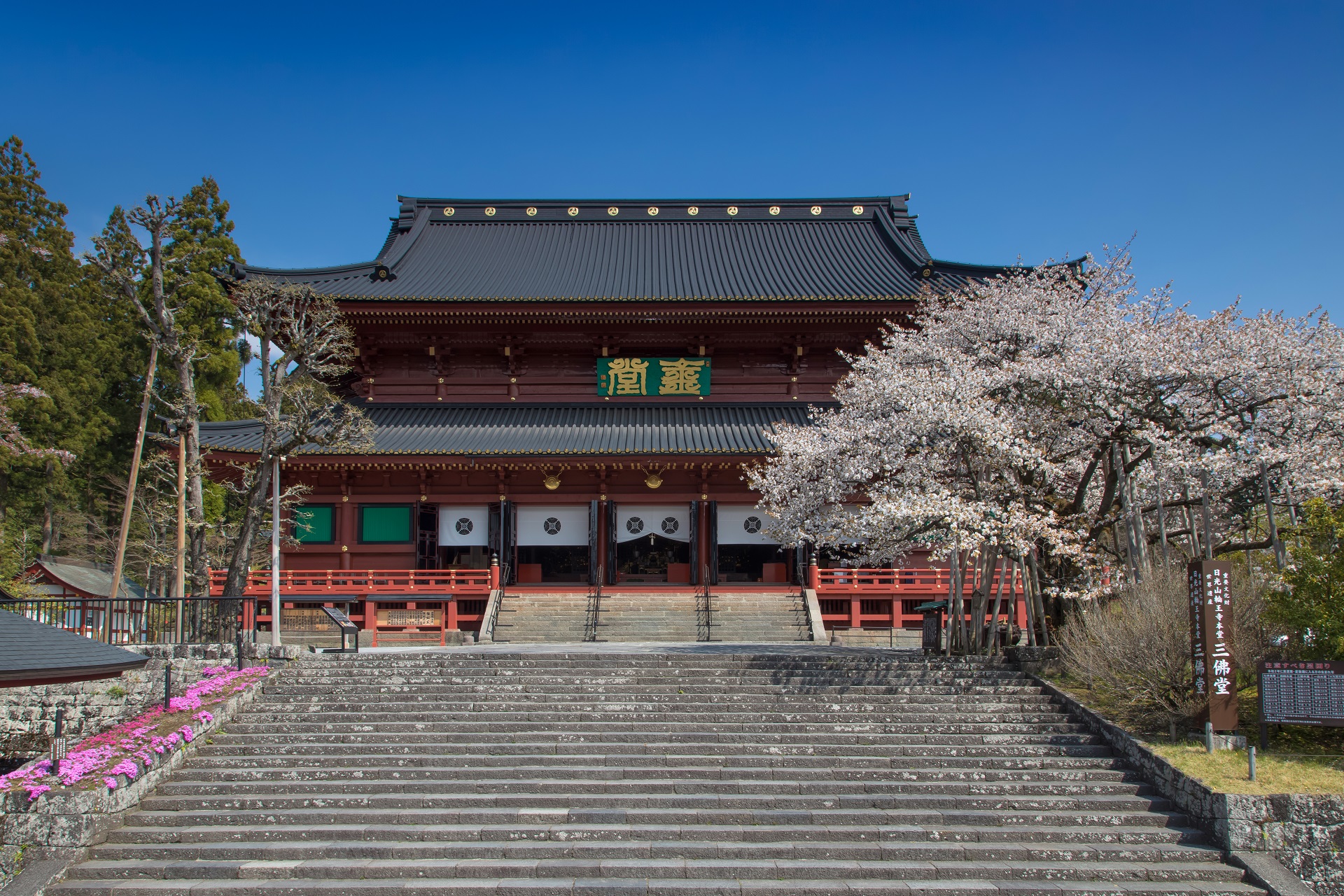 桜が咲いている階段を登ったところに鎮座している輪王寺を正面から写した写真