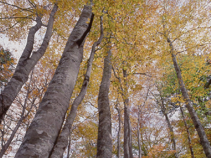 原生林に広がる背の高いブナの木を下から上に向かって写した写真