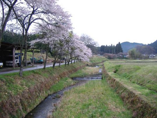 道と川の間の桜並木が満開な様子の写真
