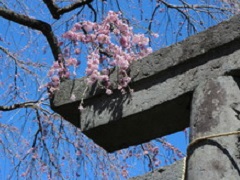 虚空蔵尊境内の鳥居の上部に咲いている咲き始めのピンクの枝垂れ桜をアップで写した写真