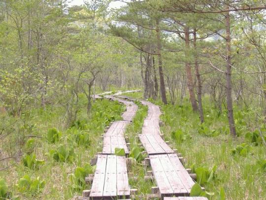 木の遊歩道の周りに沢山咲いた水芭蕉の写真