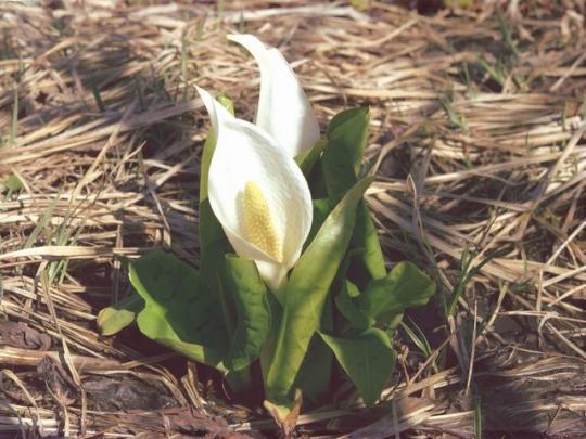 枯草の間に大きく咲いた水芭蕉の写真