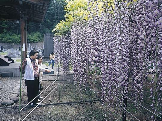 見事な竜蔵寺の六尺藤と見に訪れた女性の写真