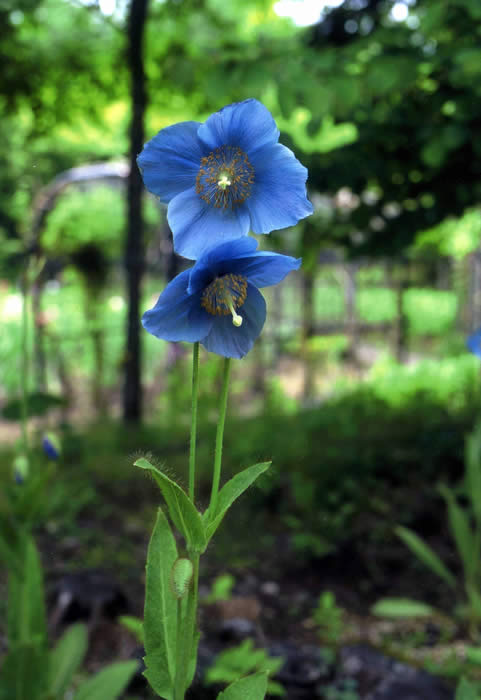 植物園に咲くヒマラヤの青いケシの花をアップで撮影した写真