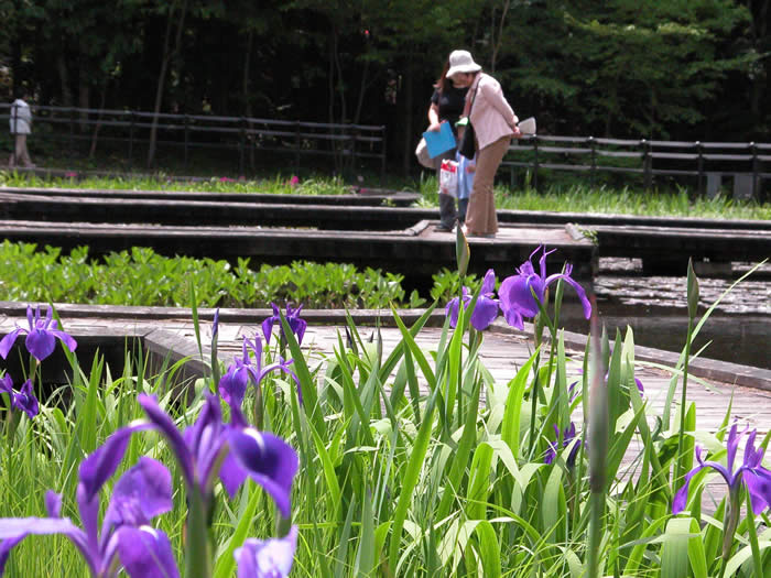 奥に花を観賞している観光客と、手前にある紫の花にピントを合わせて撮影された写真