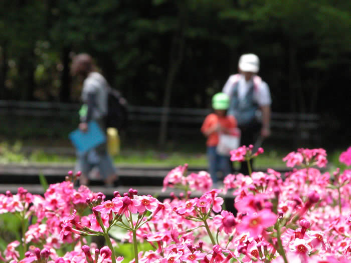 奥に花を観賞している観光客と、手前にあるピンクの花にピントを合わせて撮影された写真