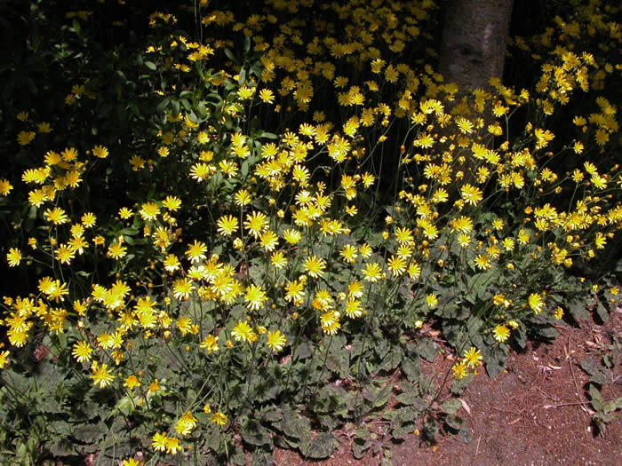 小さな黄色い花が沢山咲いている写真