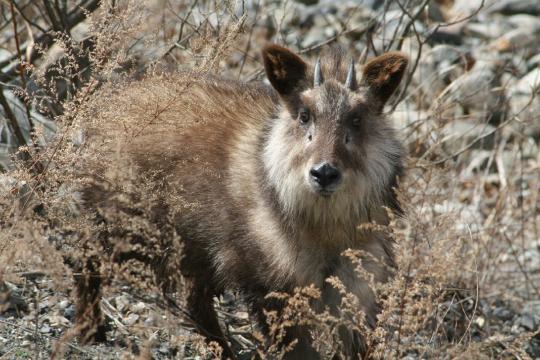 雑草が生えている岩場でカメラの方向を見ながら佇んでいる、三角耳の間に短角があり顔周りが全体的に茶色だが顔周りが白っぽい毛色のカモシカの写真