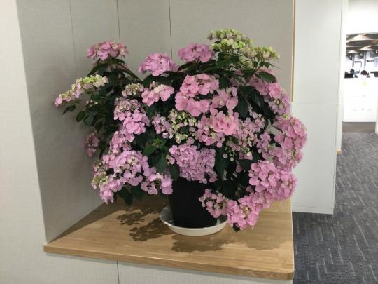 薄いピンク色のあじさいが棚に設置されている写真