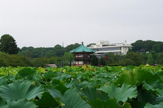 緑の蓮の高さから奥の寛永寺を写している上野恩賜公園の写真