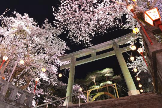 ライトアップされた鳥居と桜が咲いている春の風景写真