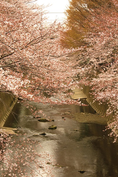 石神井川沿いに咲く桜の木の枝の両端が川の上で重なり合って咲いている桜の写真