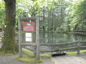 森の中に池があるさかなと森の観察園の写真