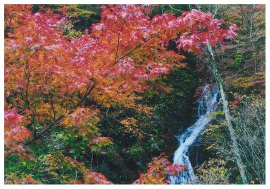 細長く流れ落ちる白滝を背景にして映える紅葉の写真