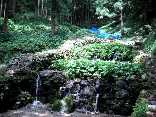 森の中の石垣に水が流れる独鈷沢わさび田の写真