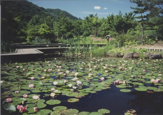 観察池の水面いっぱいに広がる睡蓮の写真