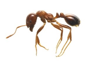 赤茶色の大きな蟻の写真