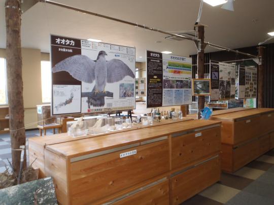 大きなオオタカの姿やオオタカの生態などが書かれたパネルが吊るされた環境学習センターの写真
