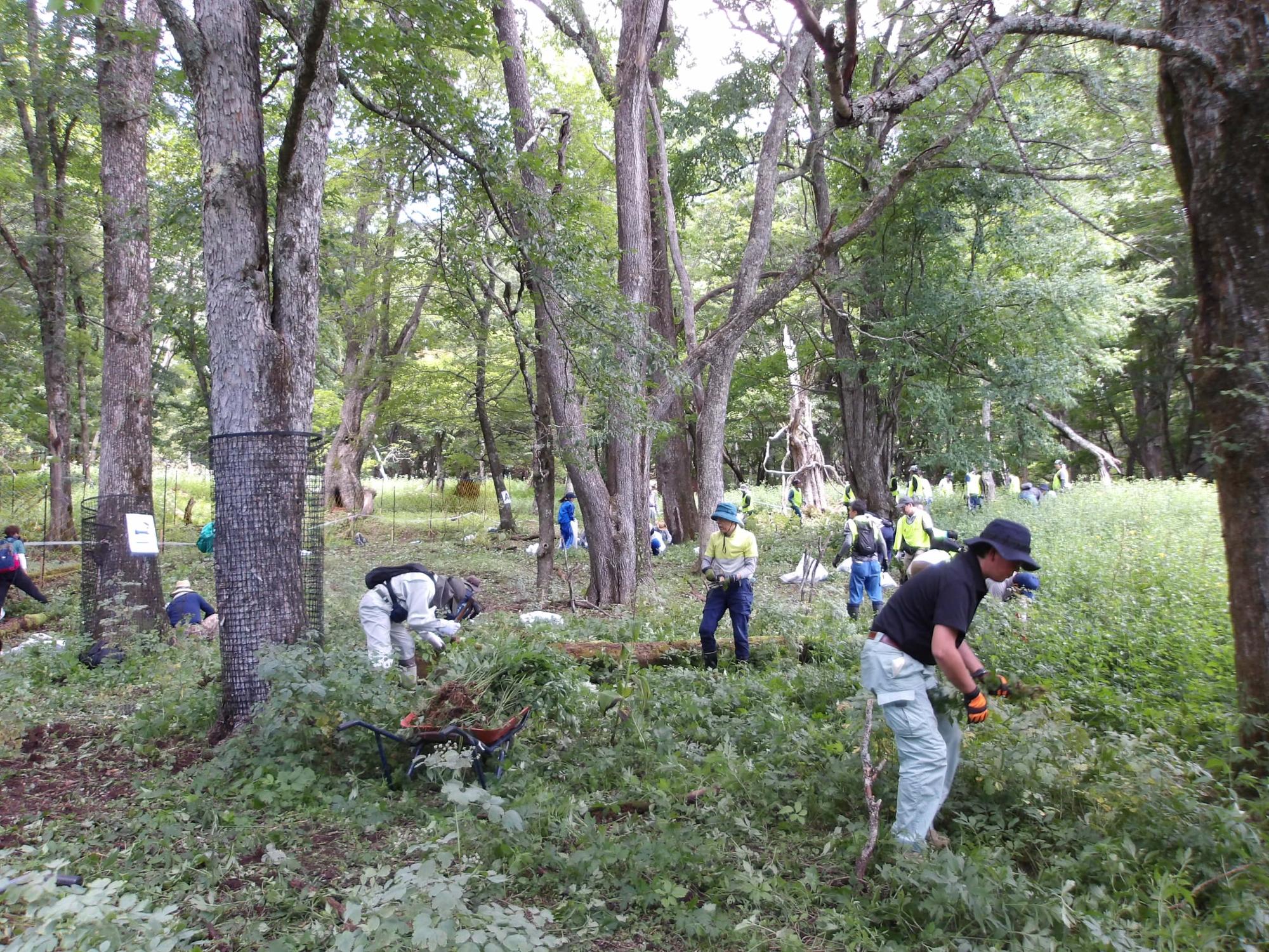 菖蒲ヶ浜スキー場跡地作業写真