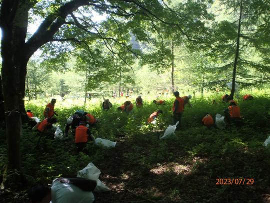 腰下まで伸びているオオハンゴンソウ等外来植物をオレンジ色のベストを着た複数の人が除去をしている写真