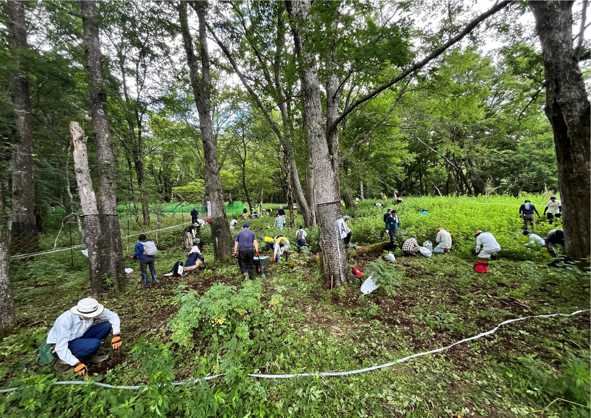 菖蒲ヶ浜スキー場跡地作業写真