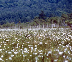 森を背景に花畑のように広がっているたくさんの白い湿原植物の写真