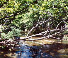 木々を背景にした湖に至る川の写真