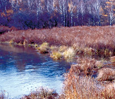 森林を背景に湖の端に草の株が高く盛り上がって増水に耐える写真