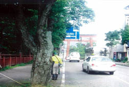 作業服を着た男性が、車が行き交う道路端の街路樹が植えられている通りで清掃活動を行っている写真