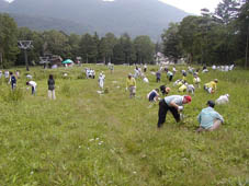 遠くに山々が見え、周りが木々で囲まれた草原で参加者が外来植物のオオハンゴンソウ除去を行っている様子の写真