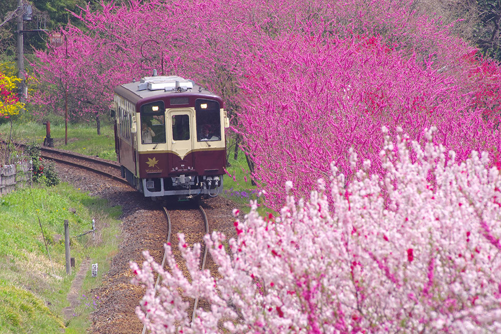 わたらせ渓谷鐵道普通列車