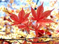 1本の枝から4枚の葉が生えており、葉っぱが赤色に色づいている様子をアップで撮影した写真
