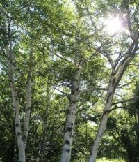 スラっと伸びた白い幹に無数の枝が四方に伸び、枝先には緑の葉をつけているシラカンバを下のアングルから撮影した写真