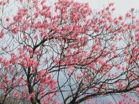 大きな枝を広げているピンク色で満開のヤシオツツジの写真