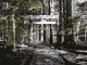 両脇に杉の木などが生えている間にある石畳の通路の奥に建っている二荒山神社別宮滝尾神社鳥居の写真