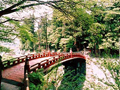 周りが沢山の緑で囲まれた中に設置されている、緩いアーチがかかった全体が朱色の二荒山神社神橋の写真