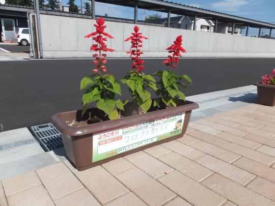 舗装道路の近くに3本の花が植えられた茶色のプランターが置かれている写真