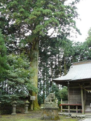 小林瀧尾神社の神木スギ／日光市公式ホームページ